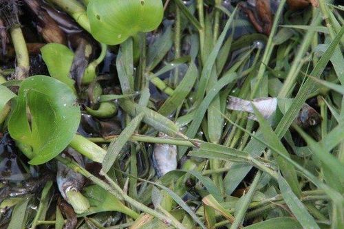 Xác định thủ phạm khiến dòng suối ở Bình Dương nổi bọt trắng xóa