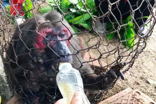 Khỉ mặt đỏ quý hiếm bị thương đi lạc vào vườn của người dân tìm thức ăn