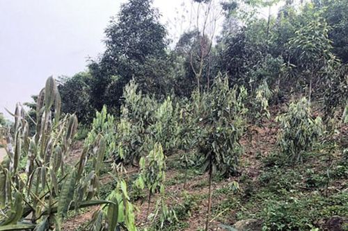 Bảo Yên: 16 ha quế bị nhiễm bệnh phấn trắng