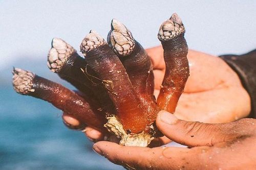 Giải mã bí ẩn 'ngón tay của quỷ' giữa biển khơi