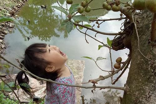 Tin lời chị, bé gái 3 tuổi há miệng chờ sung rụng suốt 15 phút khiến dân tình cười 'chảy nước mắt'