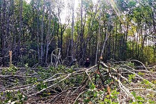 Tiền Giang: Sẽ kiểm điểm những cá nhân, đơn vị liên quan đến vụ phá rừng phòng hộ Gò Công