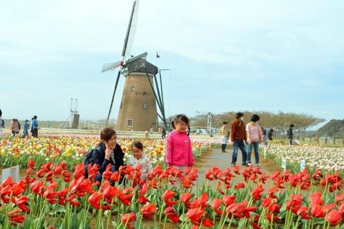 Thành phố Nhật Bản cắt bỏ 100.000 bông tulip vì đông người đến ngắm