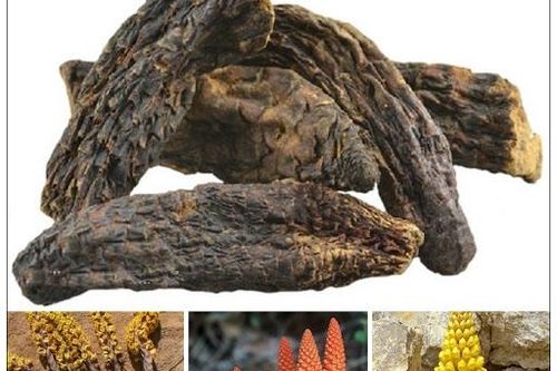 Bàn về bài thuốc bổ thận tráng dương của vua Minh Mạng