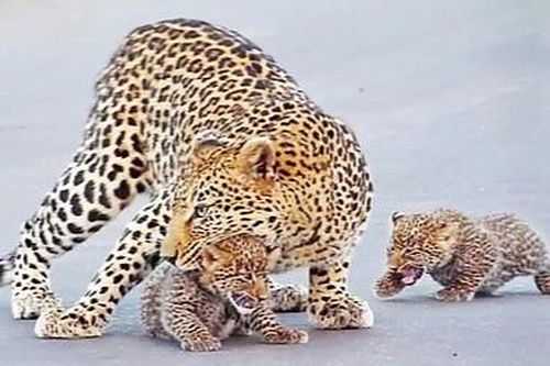 Báo hoa mai mẹ cẩn trọng dẫn con non băng qua đường