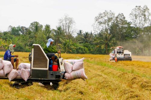 Giá tốt, thương lái sớm đặt cọc mua lúa hè thu ở ĐBSCL