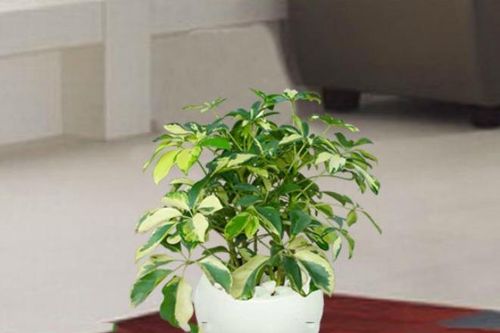 Ngũ gia bì: Loại cây 'thần' xua đuổi muỗi, có thể giúp tài lộc của bạn thăng tiến