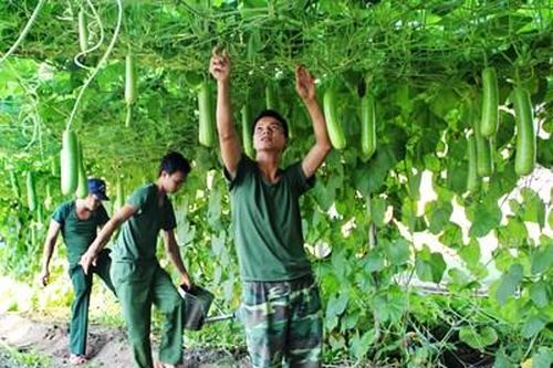 Đất cằn sỏi đá hóa… rau xanh