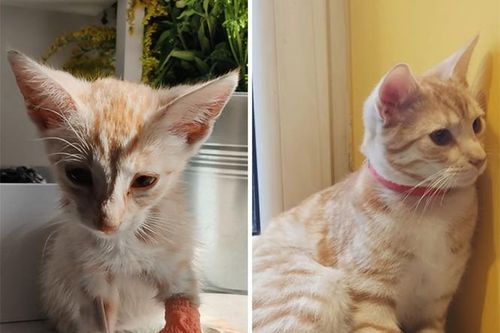 Bộ ảnh này sẽ cho bạn thấy tình yêu thương có sức mạnh vô cùng diệu kỳ