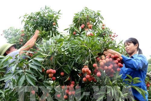 Bắc Giang ứng dụng công nghệ cao vào nông nghiệp