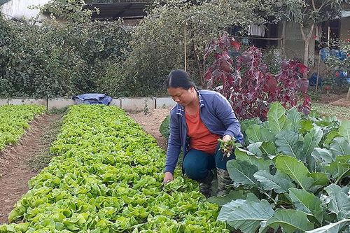 Hướng đến phát triển nông nghiệp xanh