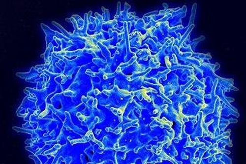 Cơn bão cytokine và số lượng tế bào T gợi ý cách điều trị COVID-19