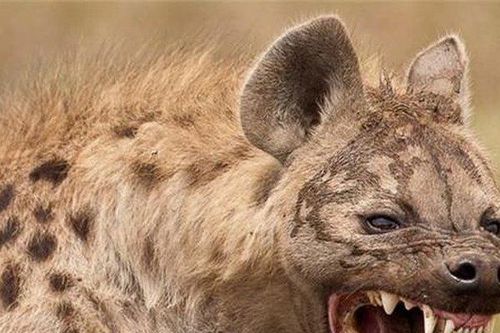 Chuyện lạ: Bí ẩn quái thú cổ đại từng một thời chung sống hòa bình với con người