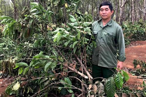 Điều tra vụ hàng nghìn cây cà phê bị kẻ gian chặt đứt gốc