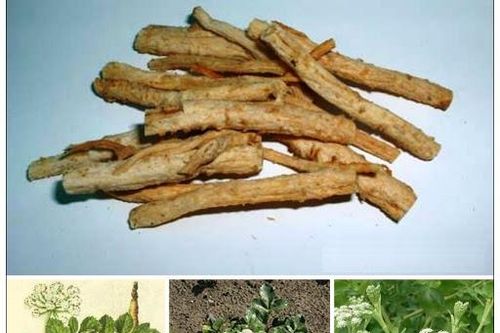 Dưỡng phế chữa khàn tiếng