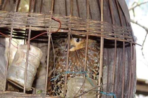 Nghệ An: Phát hiện 3 loài chim mới chưa từng ghi nhận có ở Bắc Trung Bộ