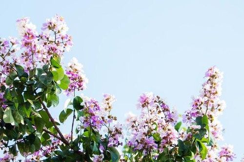 Ngắm nhìn hoa bằng lăng nở tìm cả một góc trời