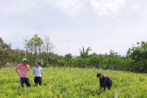 Trồng tùng đuôi chồn phục vụ ngành hoa