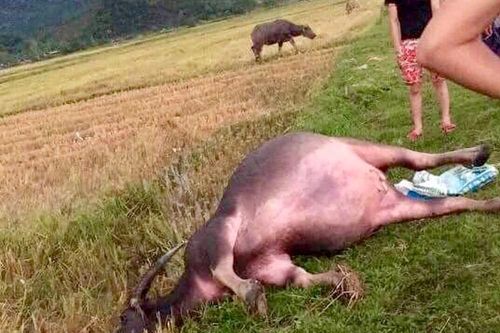 Nghệ An: Nhà cửa tốc mái, hàng ngàn ha lúa đổ, trâu chết sau giông lốc lớn