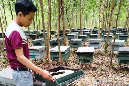 Công an vào cuộc vụ hơn 200 tổ ong chết đồng loạt nghi bị đầu độc