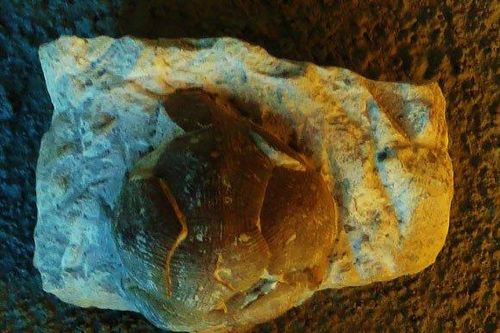 Phát hiện sinh vật ngoài hành tinh 80 triệu tuổi dị thường sống trên Trái đất