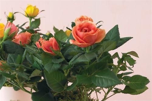 Cây cảnh nên và không nên bày trong phòng khách