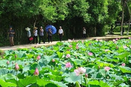 Từ Làng Sen đến HTX Sen quê Bác