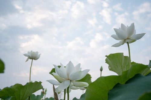 Sen trắng bung nở thơm ngát