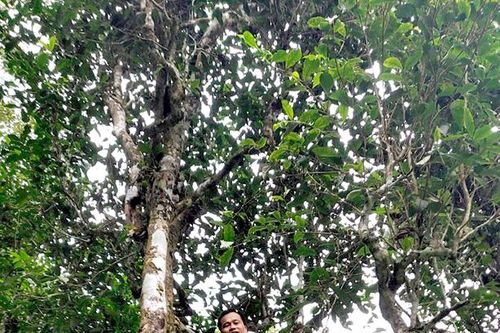 Phát triển thương hiệu chè Shan tuyết: Chất lượng phải đi đôi với giá trị thương hiệu