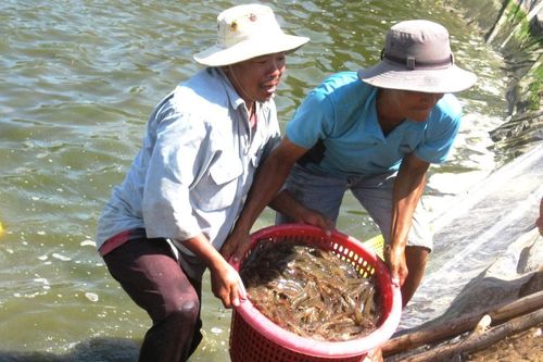 Khôi phục thị trường xuất khẩu tôm