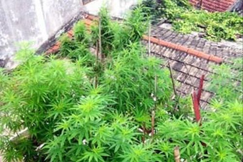 Lâm Đồng: Phát hiện hơn 300 cây cần sa trồng trong vườn nhà dân