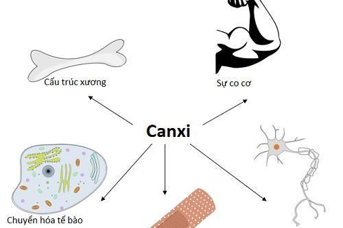 Sẽ mắc nhiều bệnh nguy hiểm nếu bạn bị thiếu canxi