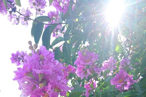 Con đường tràn ngập màu tím hoa bằng lăng tại Hà Nội