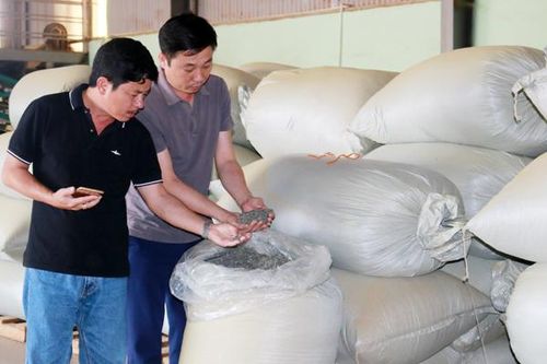 Sản xuất chè xoay xở vượt khó trong mùa dịch
