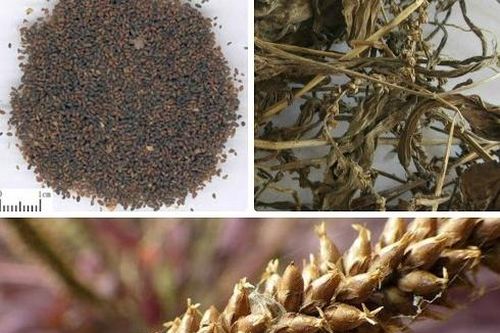 Bài thuốc Nam trị chứng tiểu buốt