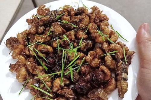 Nhộng ve sầu đầu mùa giá nửa triệu đồng/kg