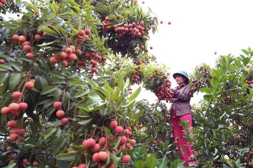 Trên 6.400 tấn vải thiều được xuất qua cửa khẩu Lào Cai
