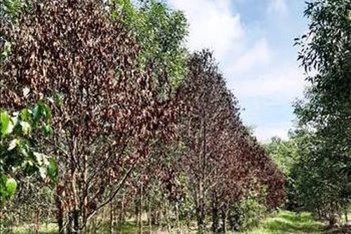 Trên 700 ha rừng trồng tại Tây Ninh bị thiệt hại do nắng hạn kéo dài