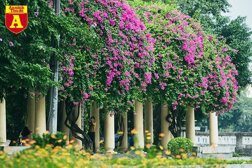 Hoa giấy bung nở khoe sắc ở Hà Nội