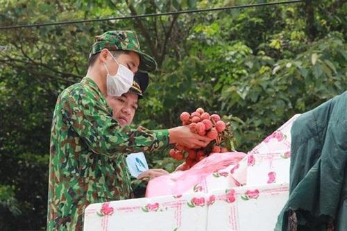 Tạo điều kiện thuận lợi nhất cho xuất khẩu vải quả tươi