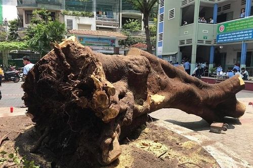 Cách để có cây phượng vĩ đẹp mà an toàn trong sân trường