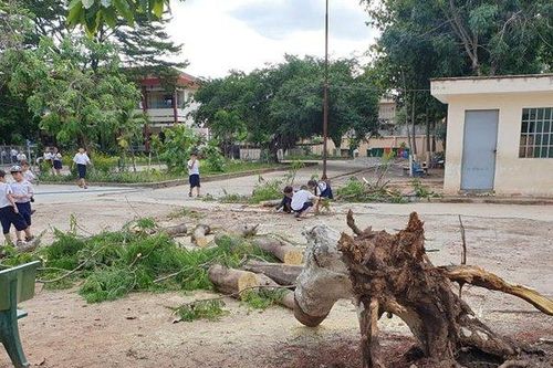 Lại xuất hiện cây phượng bật gốc trong sân trường ở Bình Dương: Báo động tình trạng gây mất an toàn
