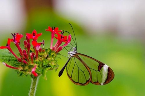 Vẻ đẹp kỳ diệu trên đôi cánh của một số loài bướm