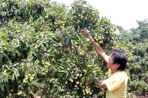 Bắc Giang: Thương nhân Trung Quốc cách ly 14 ngày trước khi mua vải
