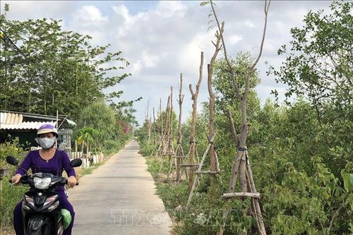 Hàng trăm cây xanh mới trồng đã bị chết khô