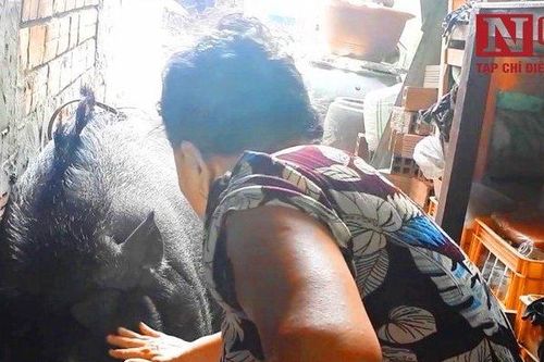 Mục kích heo rừng 200kg biết 'giả chết' của 2 người phụ nữ cô đơn