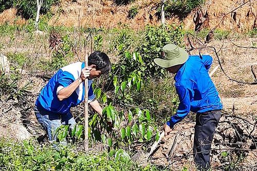 Huyện Đoàn Cát Tiên trồng 200 cây sao tại Khu di tích lịch sử căn cứ kháng chiến Khu VI