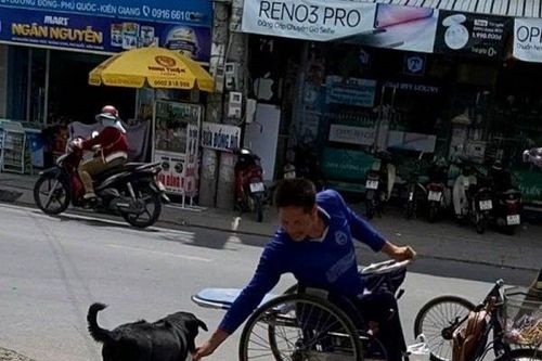 Clip: Cảm động chú chó Phú Quốc xếp hàng nhận gạo thay chủ nhân tật nguyền