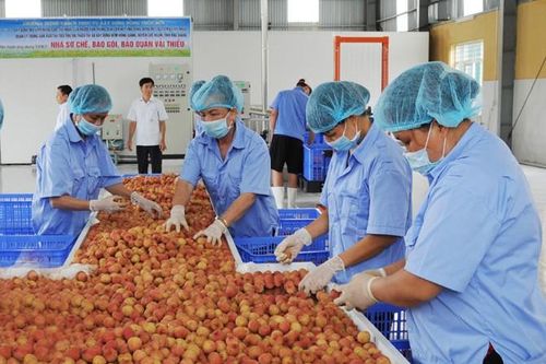 Xuất khẩu có nhiều tín hiệu khả quan