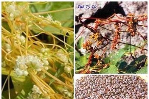 Thỏ ty tử - thuốc bổ dương ích âm